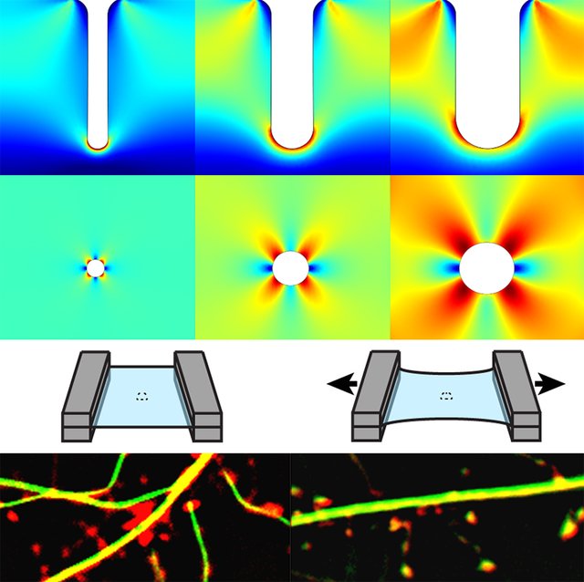 Schematic graphics showing neuron research