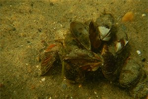 photo of mussels on a sandy bottom, by Dr Jessica Kozarek, UMN