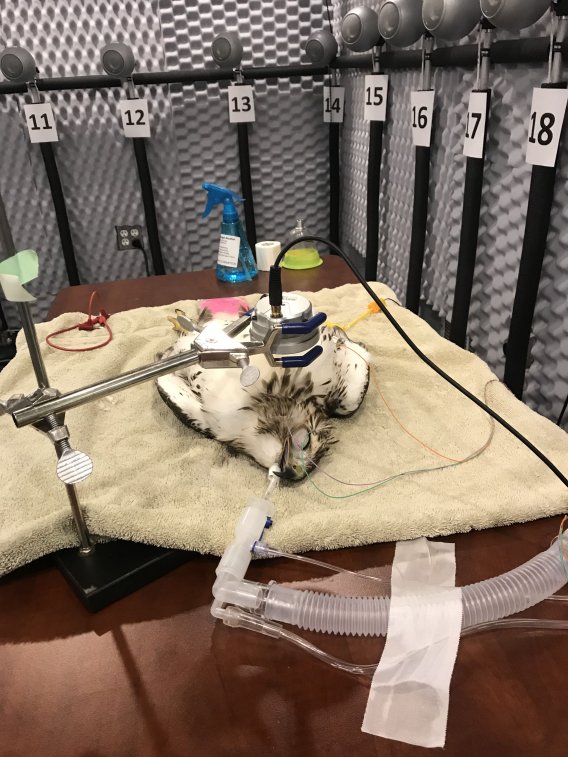 Photo of an anesthetized red tailed hawk, laying on a table in a sound attenuating chamber 