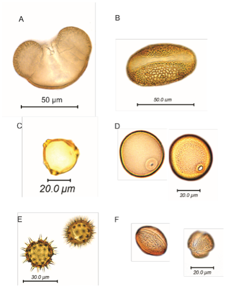 Images of pollen in silicone oil, A: pollen of Picea mariana with the bisaccate morphology characteristic of many conifers; B: Lilium michiganense showing monocolpate and supra-reticulate morphology; C: pollen of Panicum virgatum showing the monoporate morphology of grasses; D: pollen of Betula papyrifera with 3 pores and psilate morphology; E: pollen of Helianthus annulus represents the tricolporate  pollen types with echinate morphology F: pollen of  Acer rubrum with tricolpate and striate morphology
