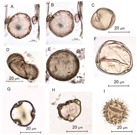 Images of pollen after an acetolysis. A, B: Ulmus, or elm; C: Fagus; D: Pinus; E: Tsuga; F: Carya, or hickory; G: Tilia; H: Aster-type Betula, or birch