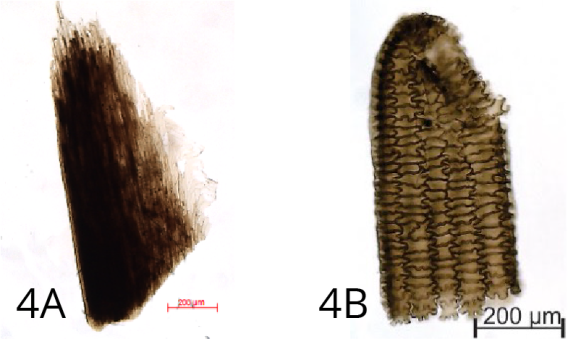 Microscope images of the residue retained on the 160 nano meter screen. Figure 4 A shows a Conifer bud-scale. Figure 4 B shows plant tissue. 
