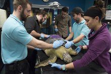 Students fit Seemore the sea turtle with a new exoshell