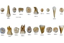 Different types of fossil teeth