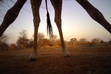Giraffe legs over camera
