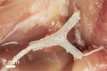 A 3D-printed nerve regeneration pathway implanted in a rat