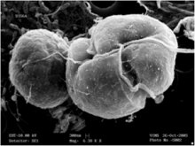 electron microscopic image of alga