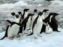 group o f Adélie penguins in icy snow