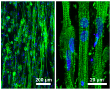 3D muscle constructs using non-muscle cells