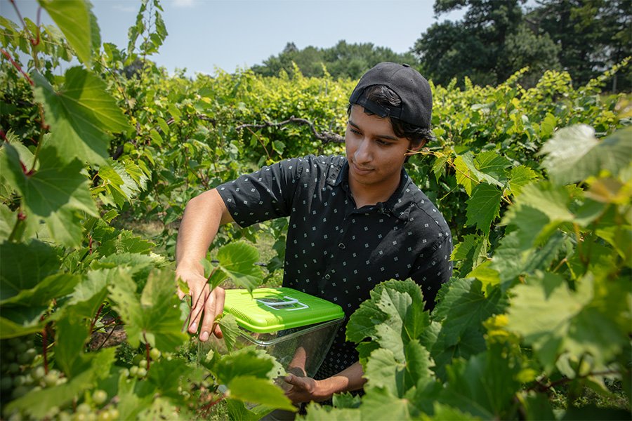 Aditya Prabhu conducting field research on his startup Alure beetle traps