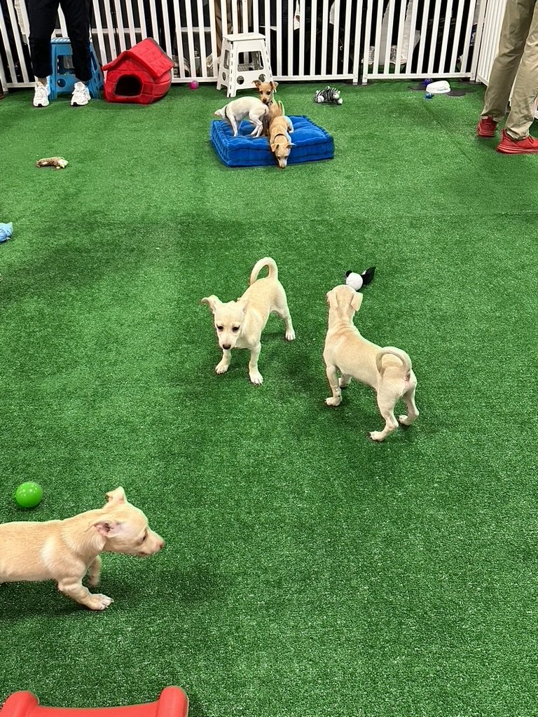 puppies in the play area at AGU