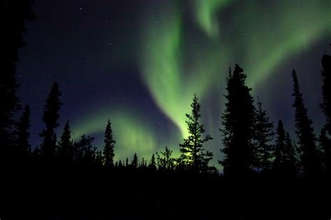 Northern lights and pine trees