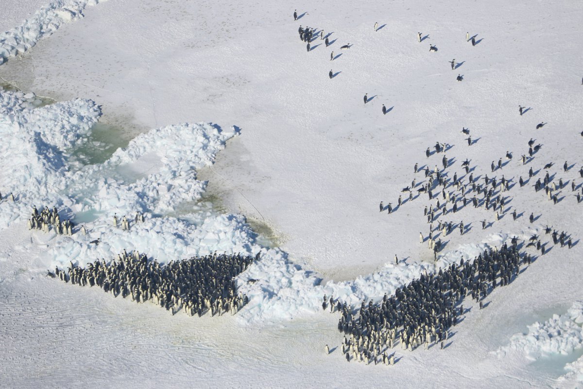 Aerial image of emperor penguin colony