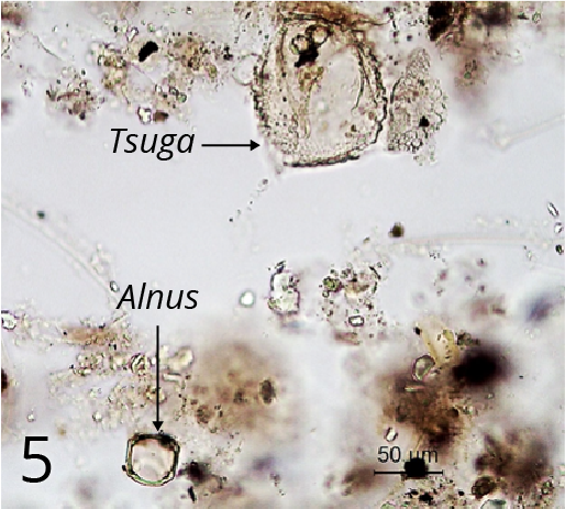Microscope image of sediment sample after the HCl treatment. Pollen of Tsuga or Hemlock, and pollen of Alnus incana-type or Speckled alder.