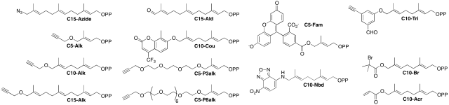 Synthetic probes used to study protein prenylation