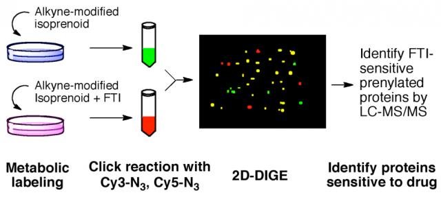 Proteomic strategy to identify prenylated proteins