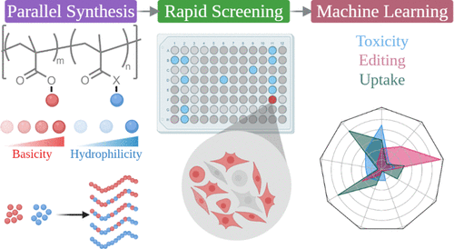 illustration of Professor Reineke's research on the Efficient Polymer-Mediated Delivery of Gene-Editing Ribonucleoprotein Payloads through Combinatorial Design, Parallelized Experimentation, and Machine Learning