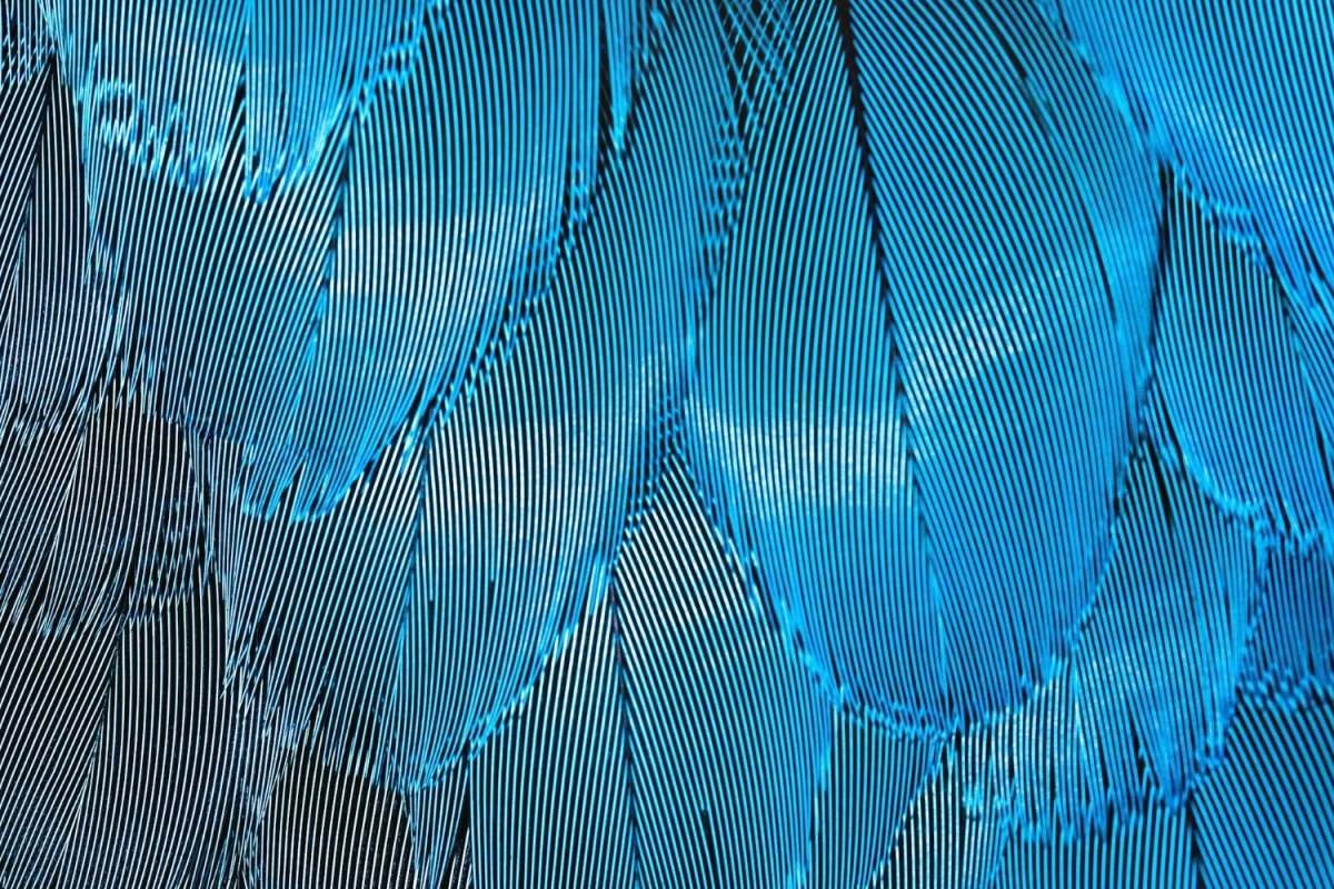 feathers with moire pattern applied