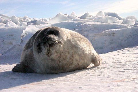 Citizen science project uses satellite images to get first-ever, comprehensive count of Weddell seals