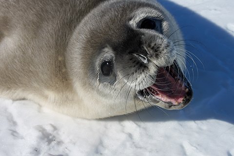 Wendell seal with mouth open