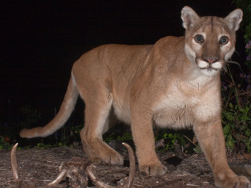 image of cougar taken at night