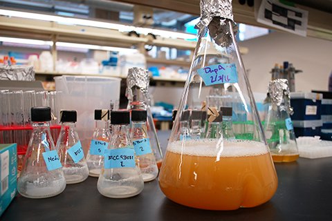 engineered bacteria growing in beakers