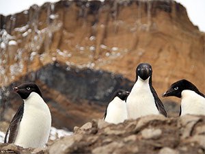 Adélie penguins