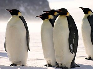 group of Emperor penguins