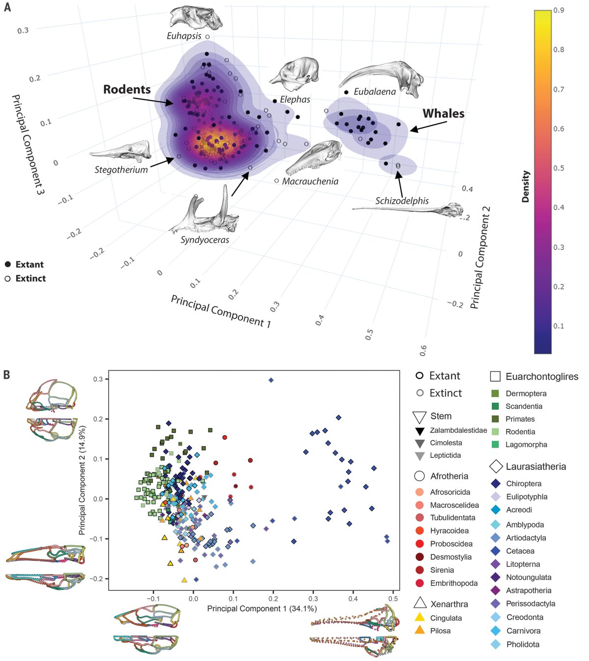 Cranial variation across placental mammals is highly concentrated
