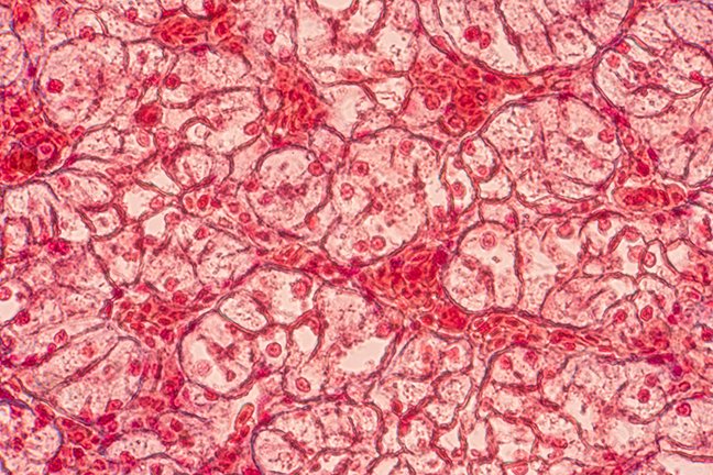skin cells abstract image