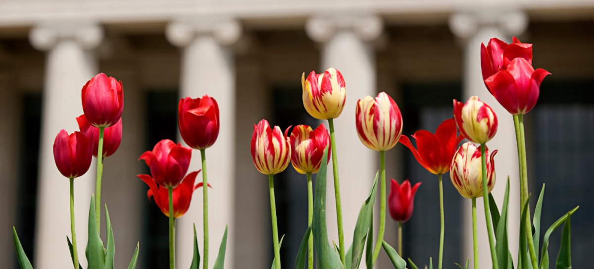 Tulips in front of a University of Minnesota building
