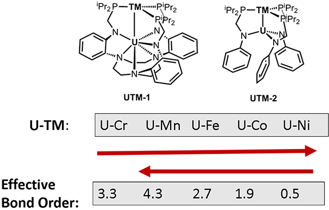 multiple bonds at UMn in uranium-transition metal complexes